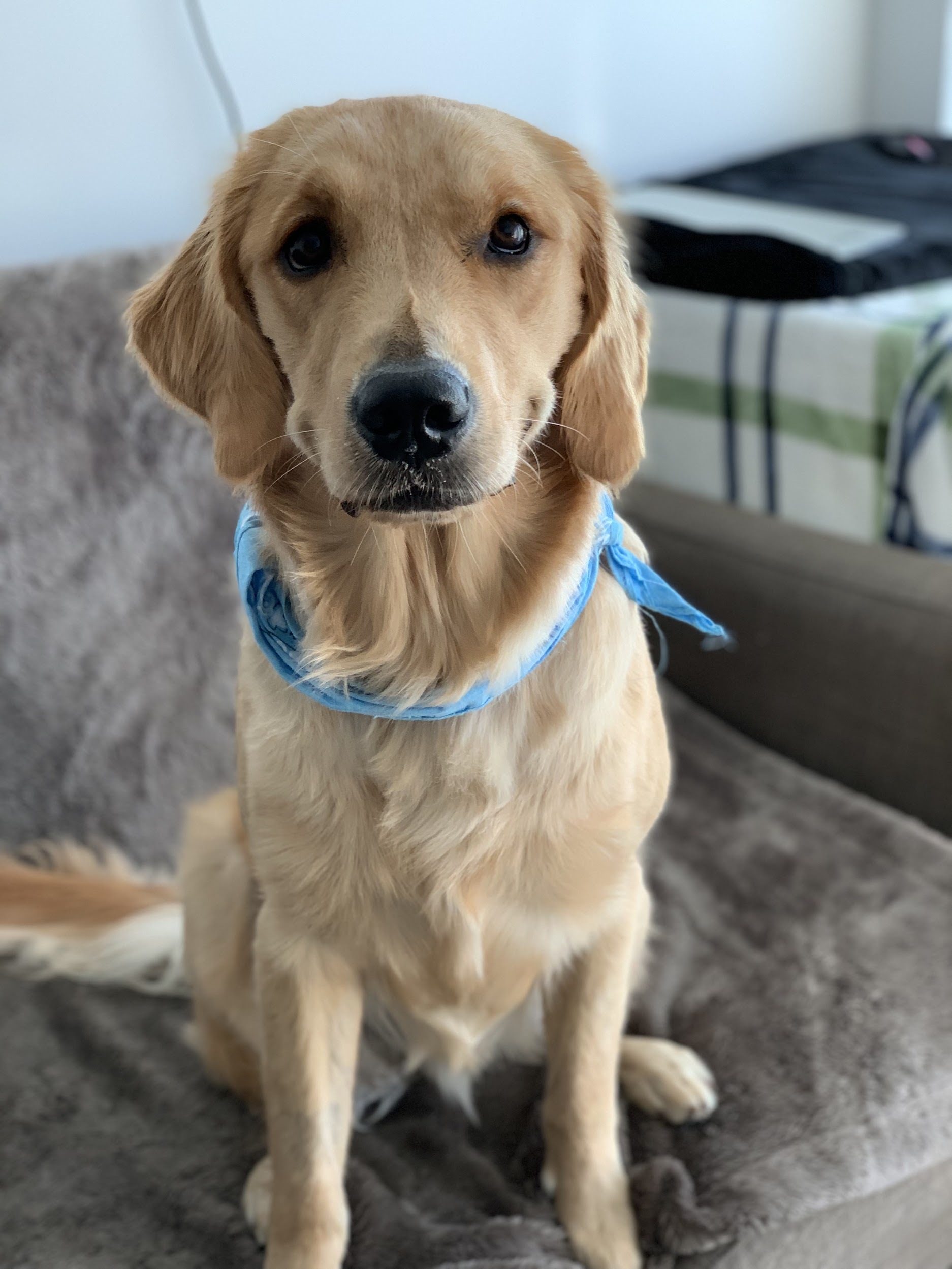 Marley smiling wearing a blue bandana